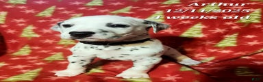 Dalmatian Puppy 1