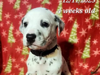 Dalmatian dogs Dalmatian Puppy 1 - Ad 10