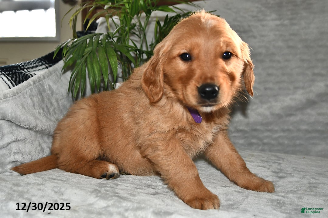 Golden Retriever dogs for sale: Leo - Ad 1