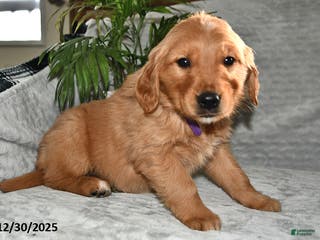 Golden Retriever dogs Leo - Ad 39
