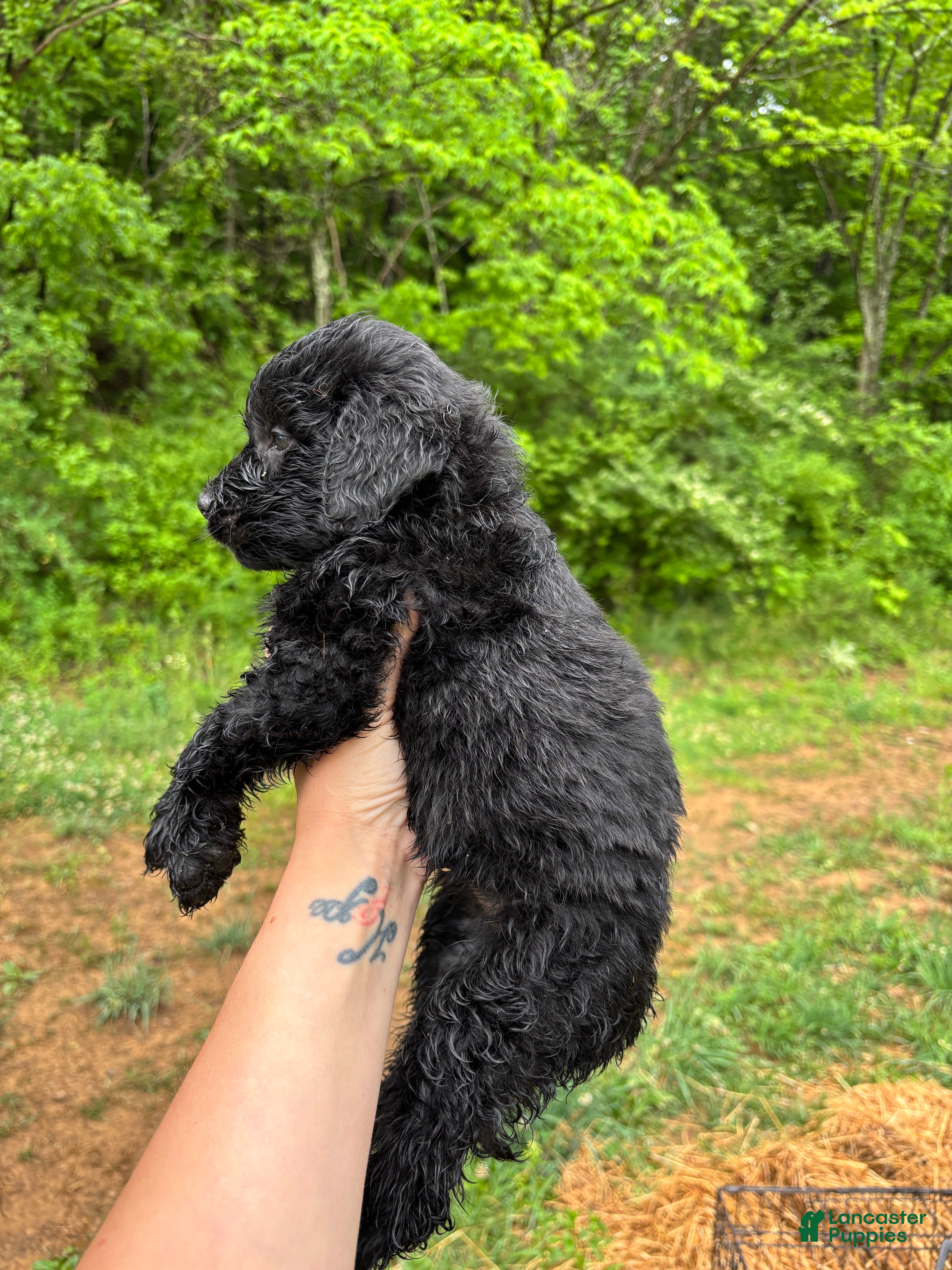 Bernedoodle dogs Bernedoodle Puppy 6 - Ad 2