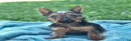 Yorkshire Terrier dogs for sale: Lightning - Ad 1