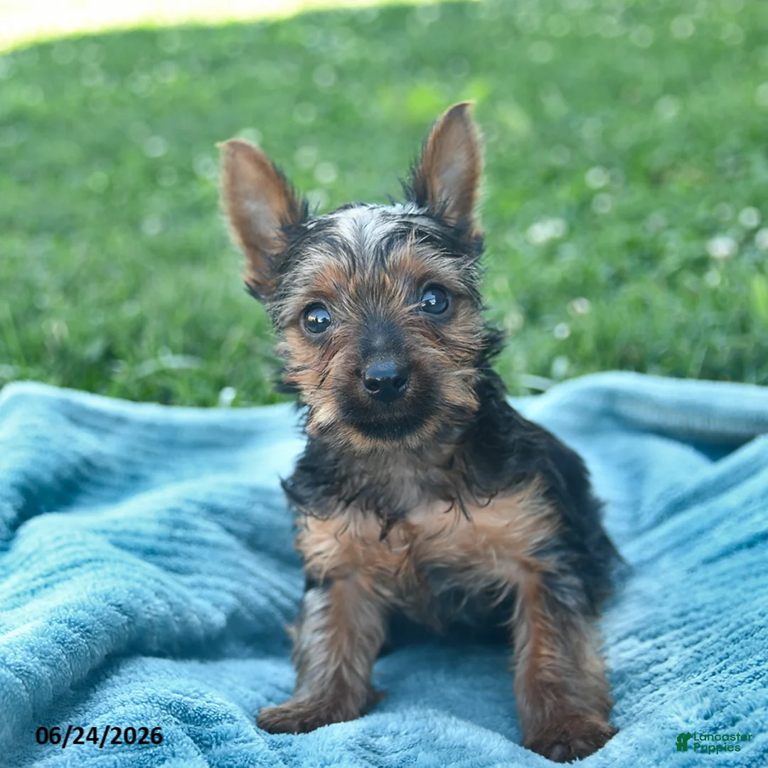 Yorkshire Terrier dogs for sale: Lightning - Ad 1