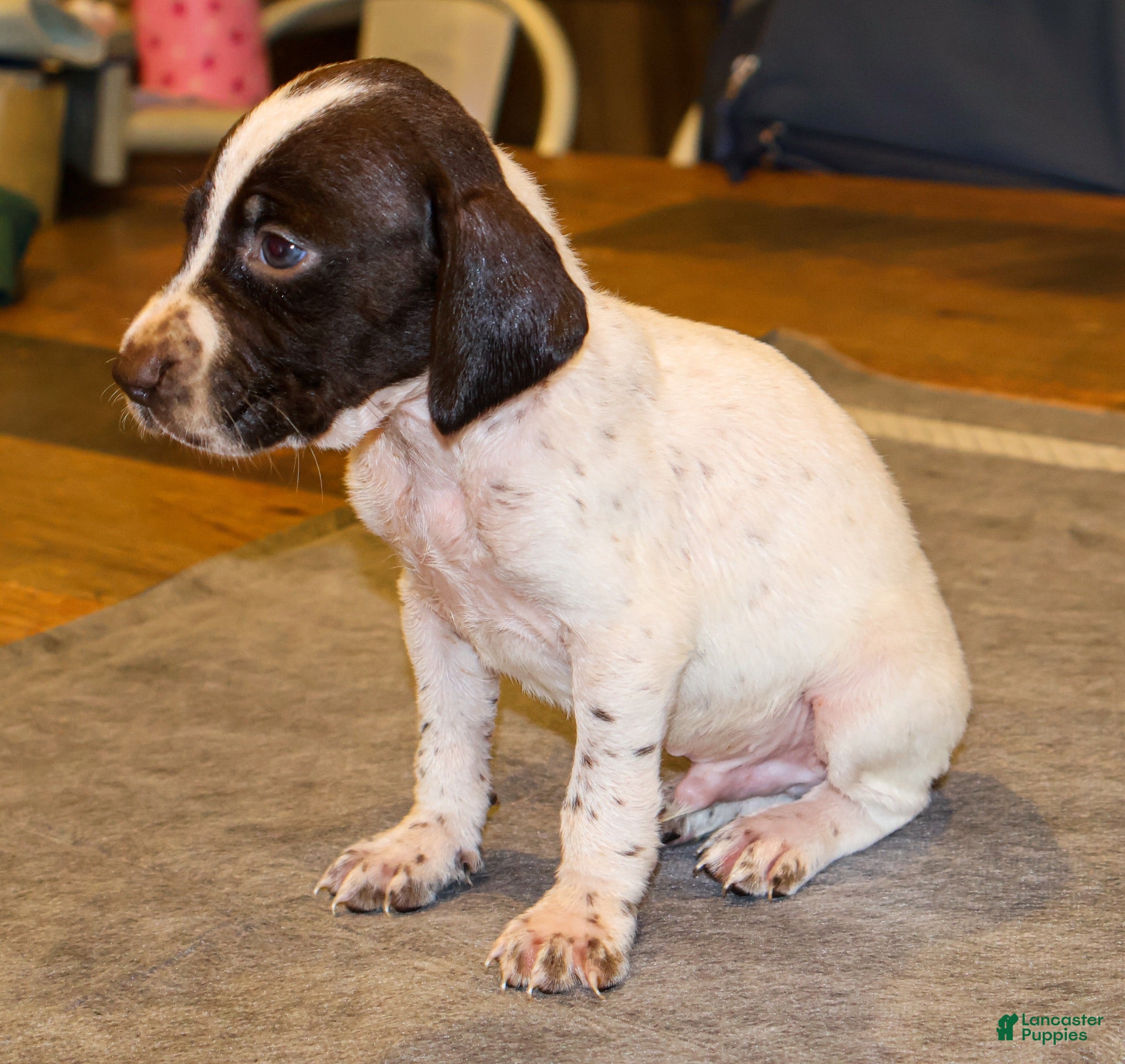 German Shorthaired Pointer dogs Ryder - Ad 2