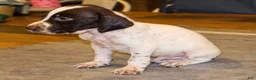 German Shorthaired Pointer dogs for sale: Ryder - Ad 2