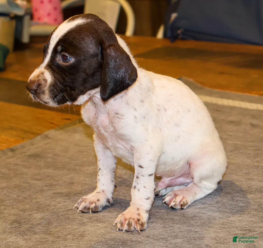 German Shorthaired Pointer dogs for sale: Ryder - Ad 2