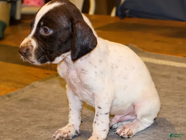 German Shorthaired Pointer dogs for sale: Ryder - Ad 2