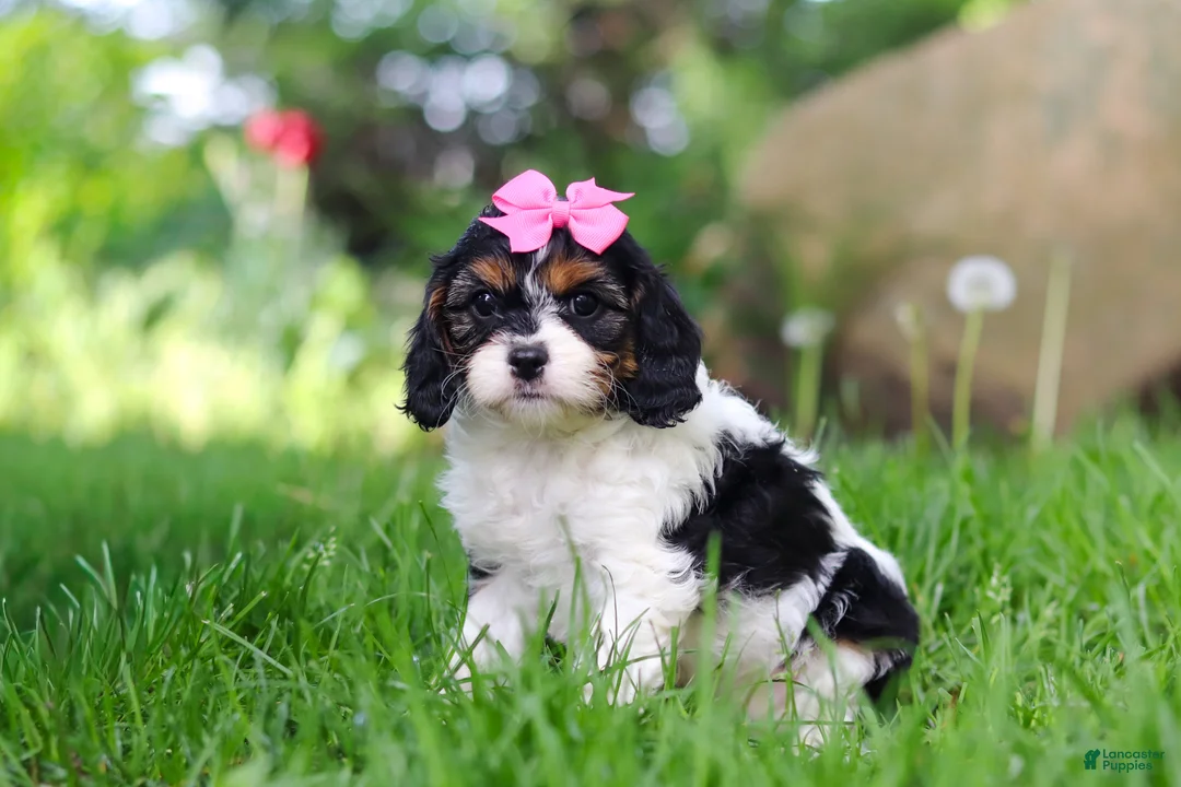 Cavapoo dogs for sale: Sunnie - Ad 1