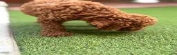 Standard Poodle dogs for sale: Cooper - Ad 6