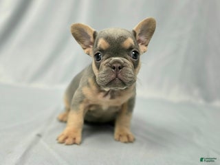 French Bulldog dogs - Ad 15