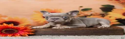 French Bulldog dogs for sale: Bonnie - Ad 3