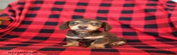 Miniature Dachshund dogs for sale: Peter - Ad 3