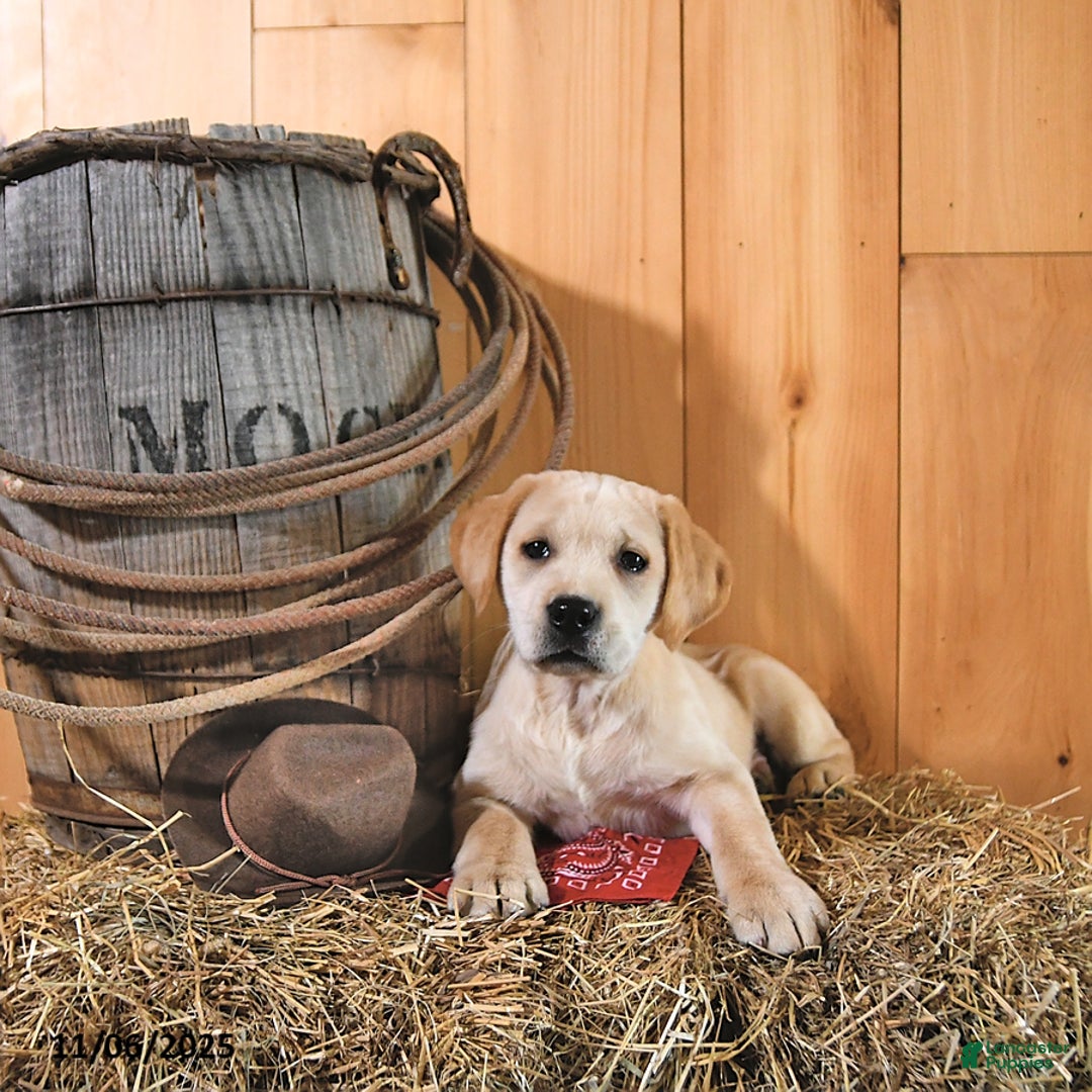 Labrador Retriever dogs for sale: Karmel - Ad 7