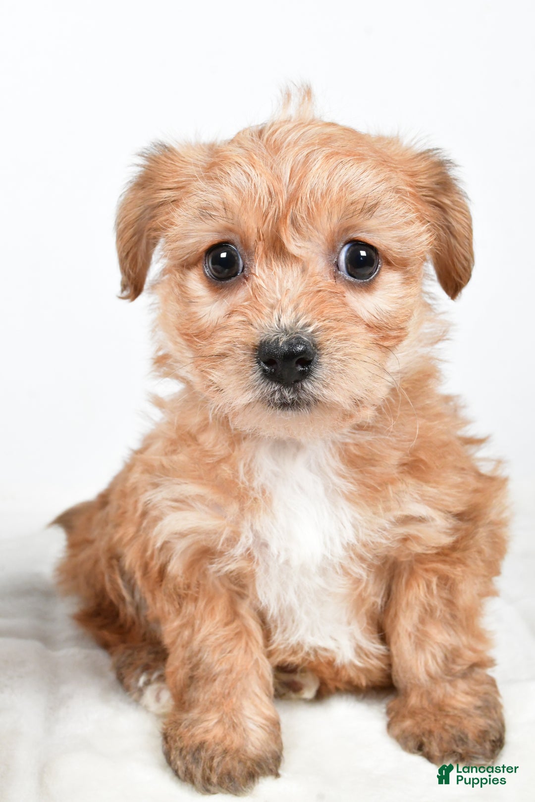 Morkie dogs for sale: Nikki - Ad 6