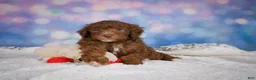 Mini Goldendoodle dogs for sale: Jasper - Ad 6