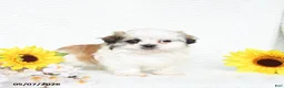 Malshi dogs for sale: Blake - Ad 4