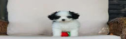Cavapoo dogs for sale: Brady - Ad 14
