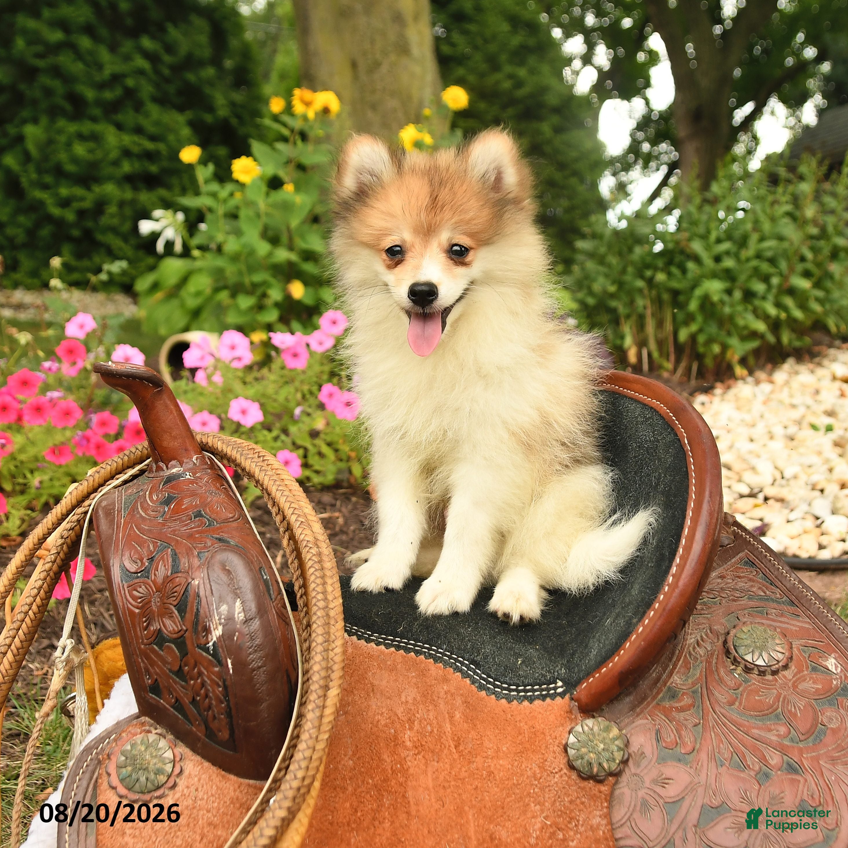 Pomeranian dogs Ronnie - Ad 1