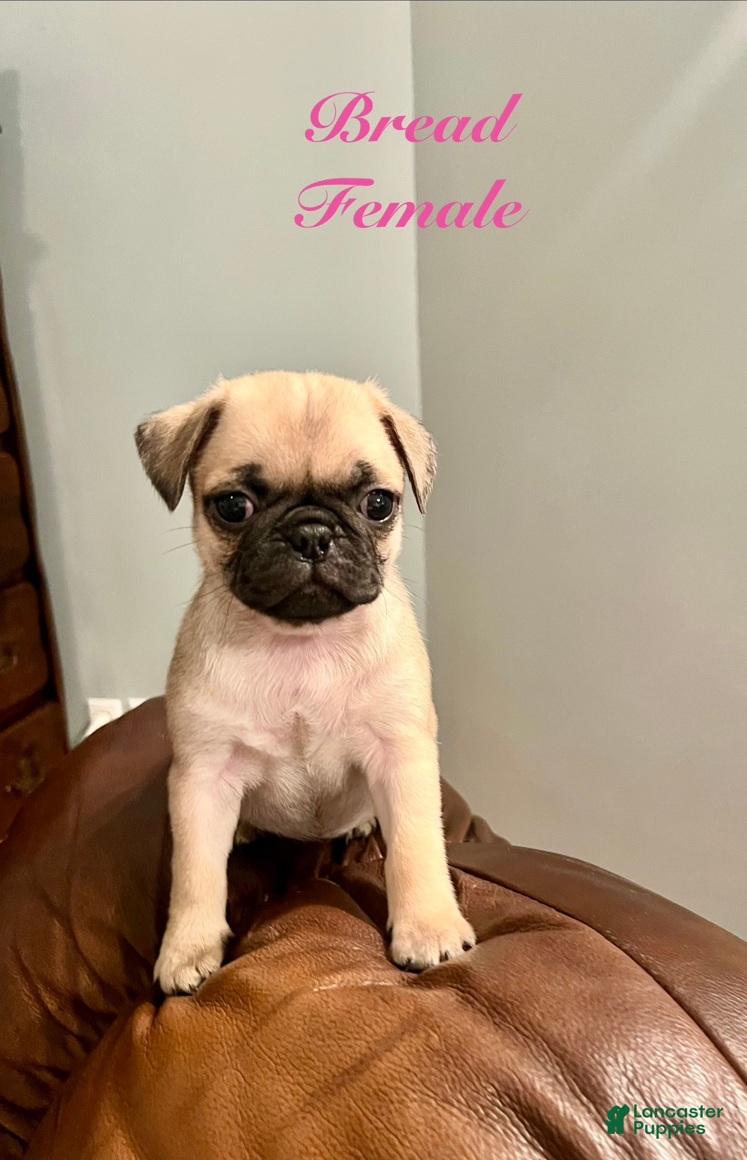 Pug dogs for sale: Bread - Ad 2