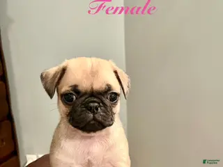 Pug dogs for sale: Bread - Ad 2