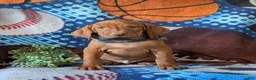 Vizsla dogs for sale: Harley - Ad 4