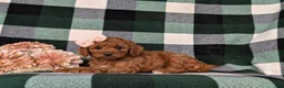 Mini Goldendoodle dogs for sale: Tehya 9 lbs Full Grown - Ad 5