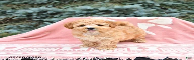 Reba