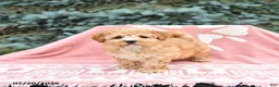 Maltipoo dogs for sale: Reba - Ad 1