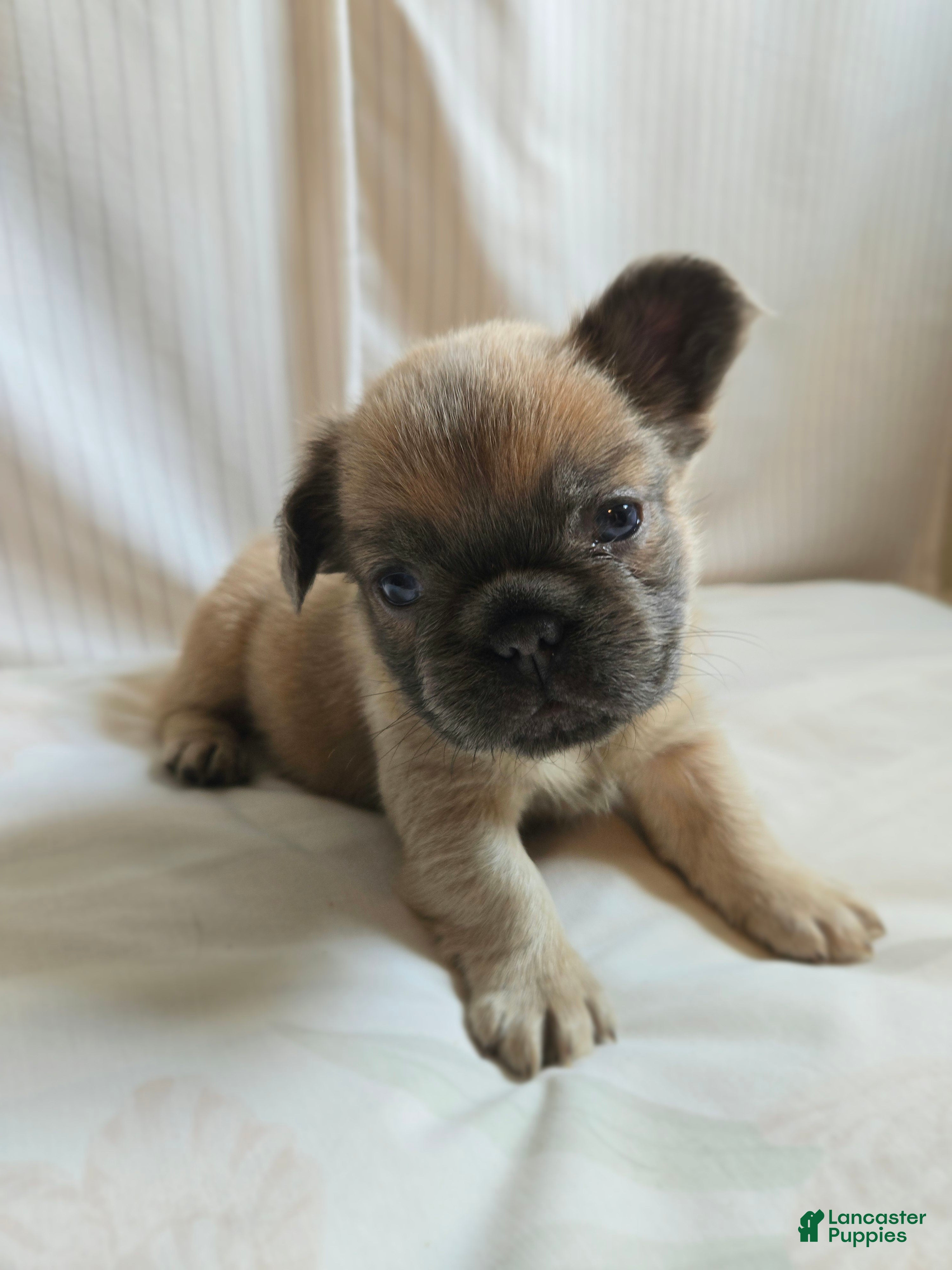 French Bulldog dogs for sale: Paris  - Ad 6