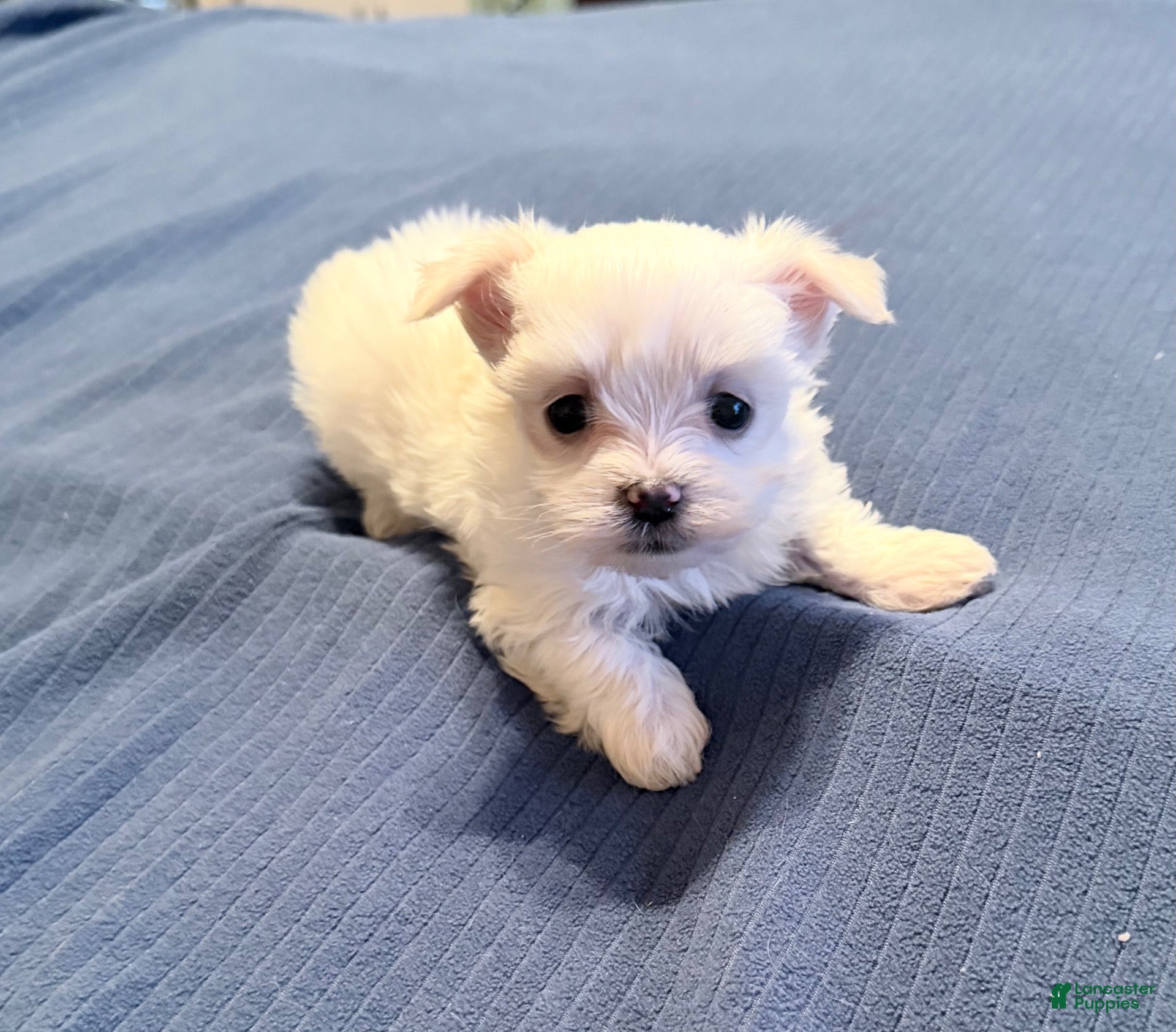 Maltese dogs for sale: Maltese 2 female - Ad 2