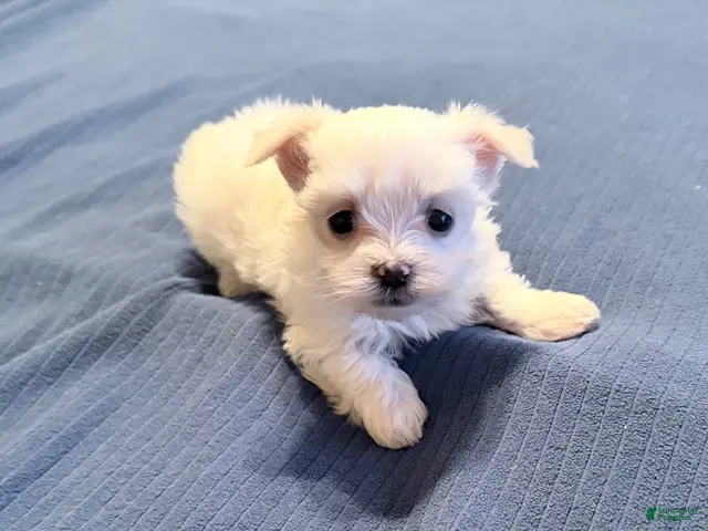 Maltese dogs for sale: Maltese 2 female - Ad 2