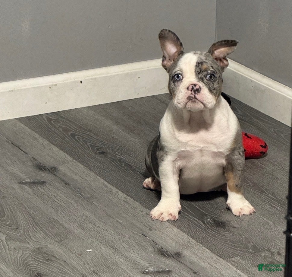 American Bully dogs for sale: American Bully 2 - Ad 4