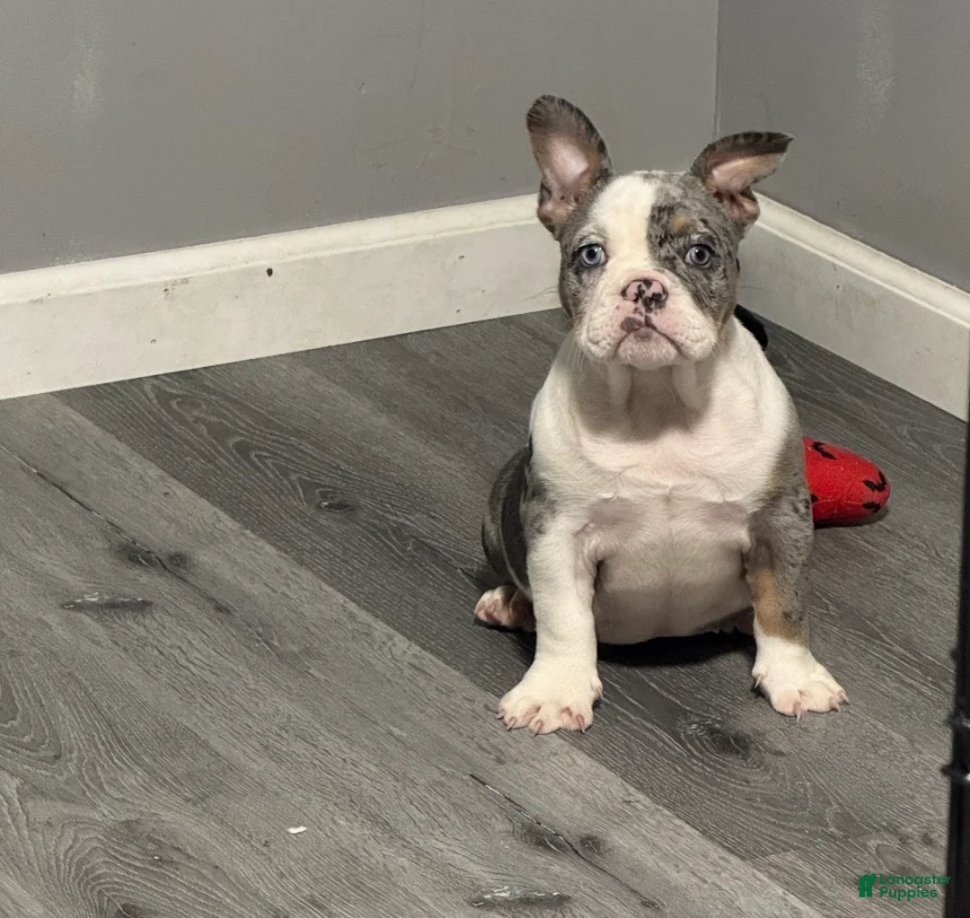 American Bully dogs for sale: American Bully 2 - Ad 1