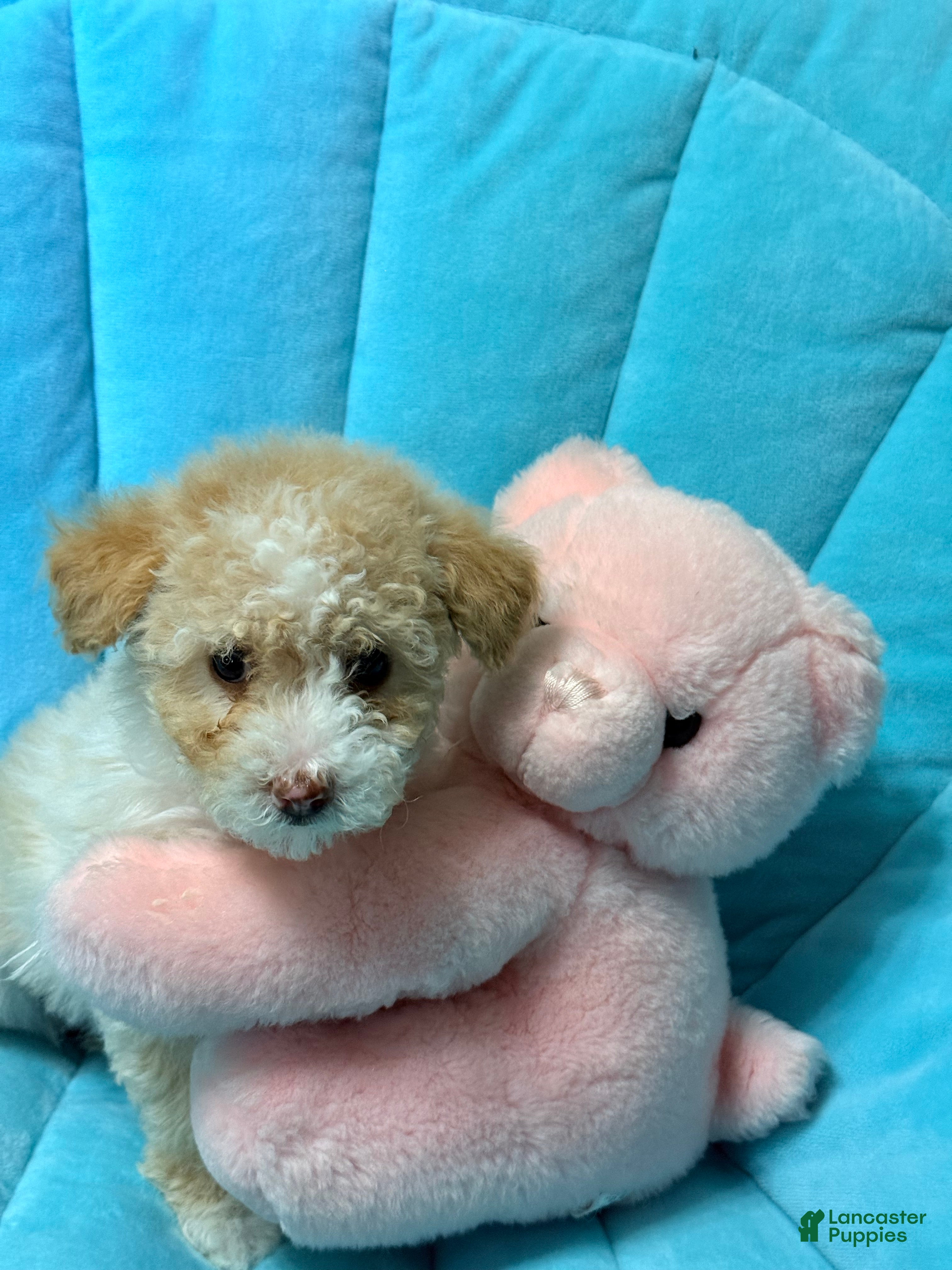 Pomapoo dogs Blanche - Ad 29