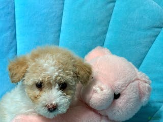 Pomapoo dogs Blanche - Ad 29