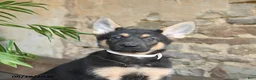 German Shepherd dogs for sale: Nutmeg - Ad 5
