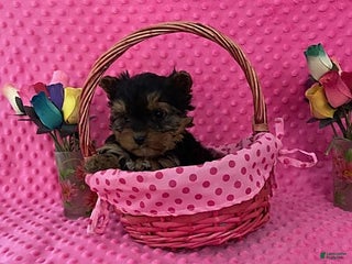 Yorkshire Terrier dogs Linda - Ad 4