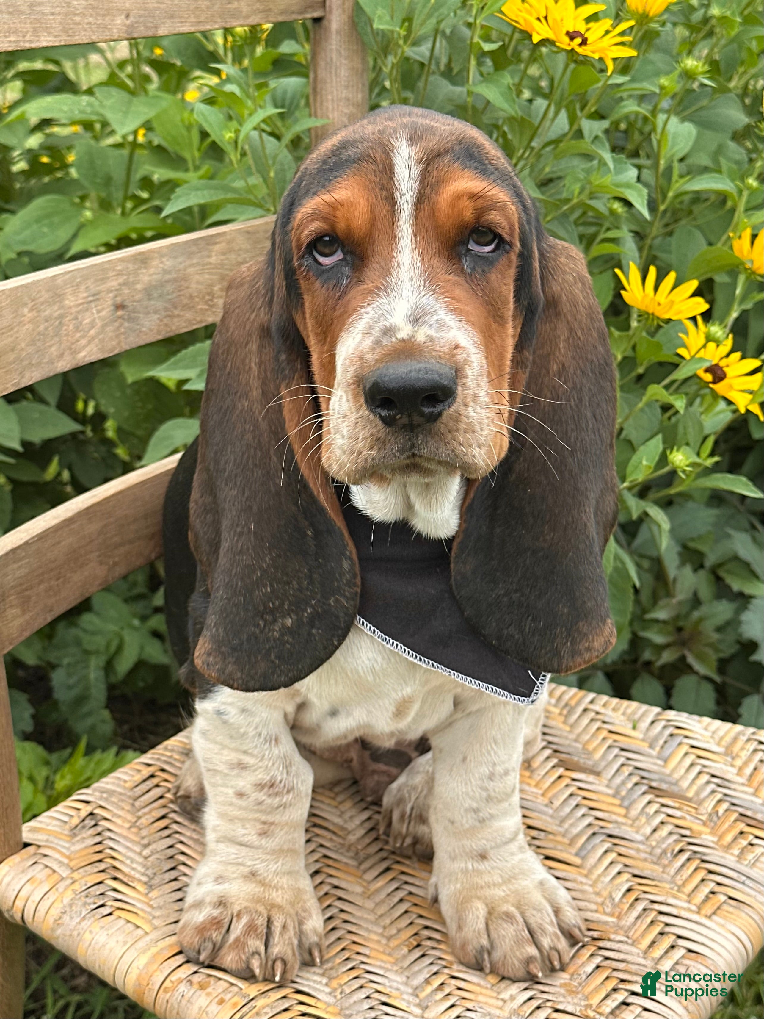 Basset Hound dogs Walter - Ad 1