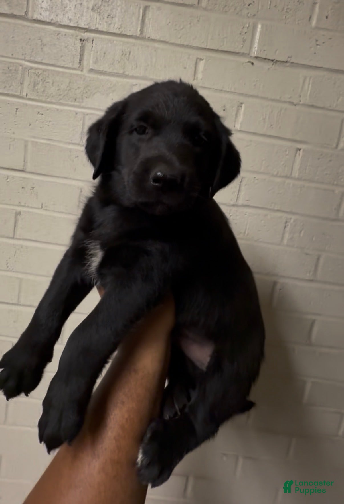 Mixed Breed dogs Mixed Breed Puppy 2 - Ad 17