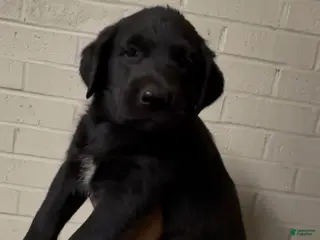 Mixed Breed dogs Mixed Breed Puppy 2 - Ad 17