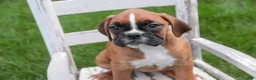 Boxer dogs for sale: Aurora - Ad 7