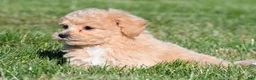 Bichpoo dogs for sale: mila - Ad 8