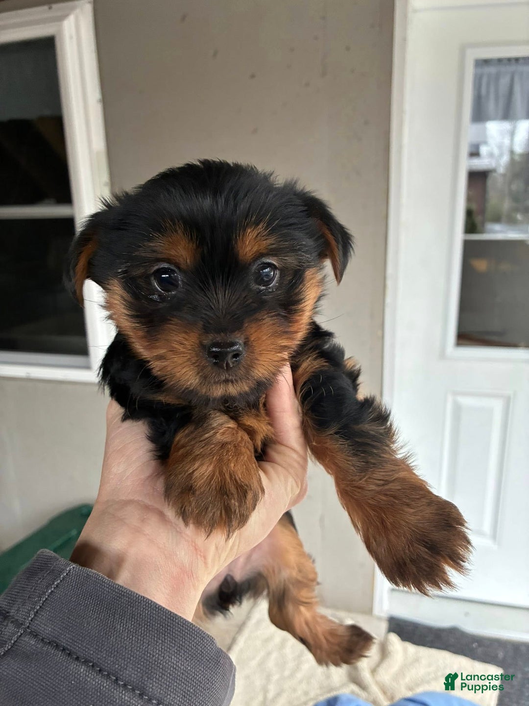 Yorkshire Terrier dogs for sale: Cocoa - Ad 1