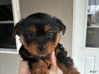 Yorkshire Terrier dogs Cocoa - Ad 17