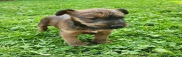 Irish Terrier dogs for sale: Clover - Ad 3