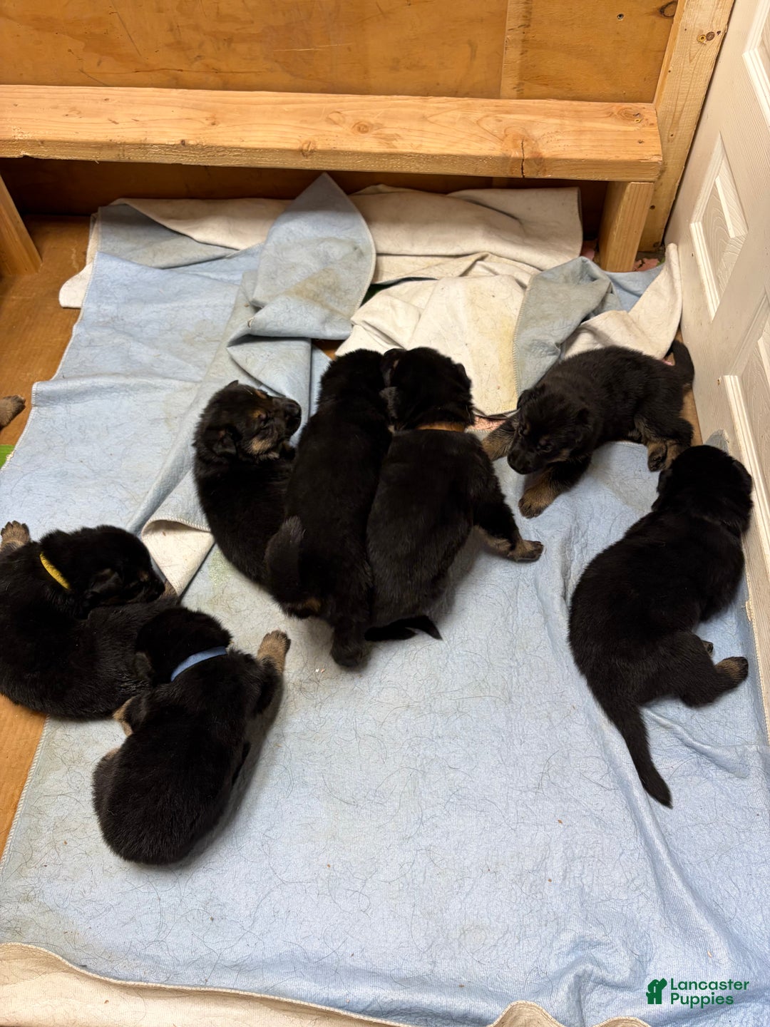 German Shepherd dogs for sale: German Shepherd Puppy 2 - Ad 1