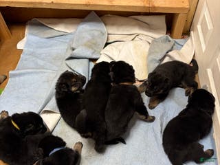 German Shepherd dogs German Shepherd Puppy 2 - Ad 14