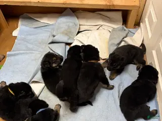 German Shepherd dogs German Shepherd Puppy 2 - Ad 21