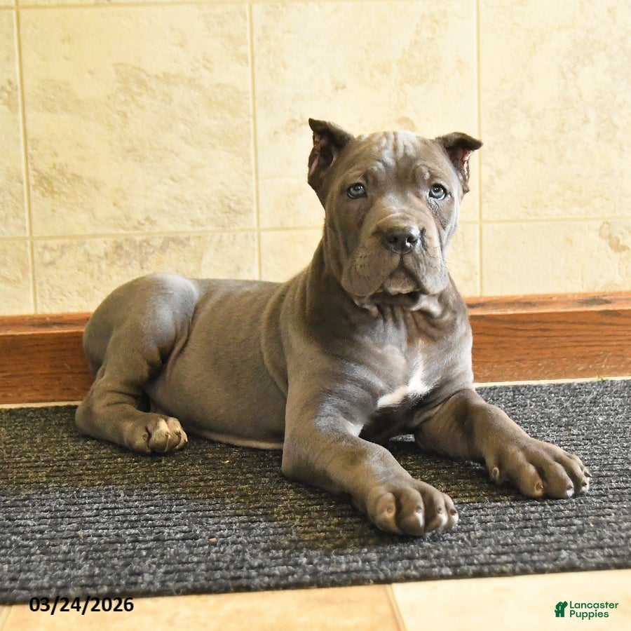 Cane Corso dogs Yancy - Ad 2