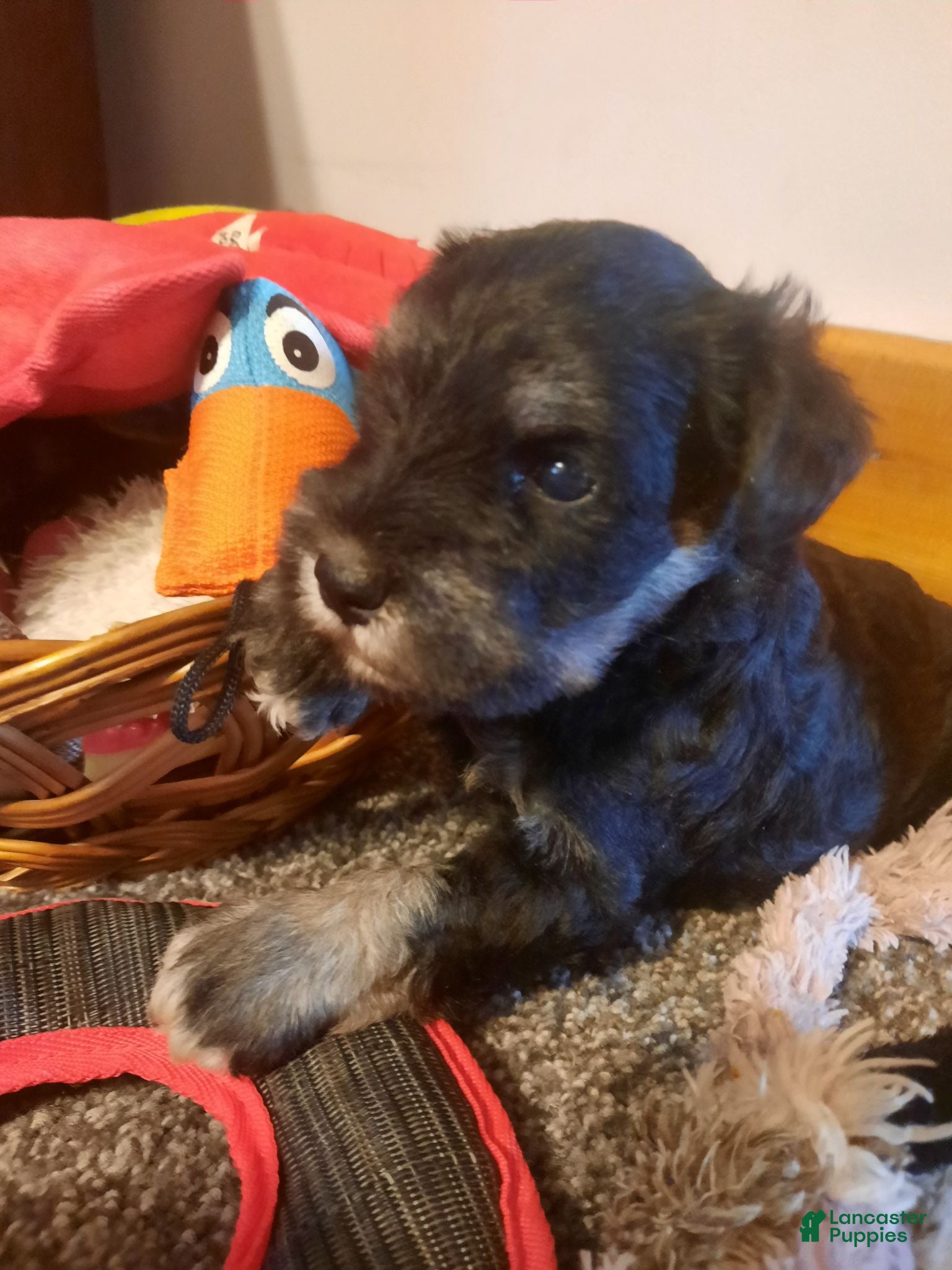 Miniature Schnauzer dogs AKC Sweet Pea - Ad 2